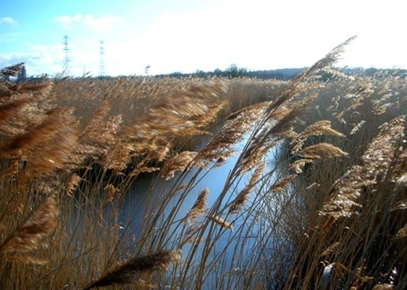 Erith, Crayford & Dartford Marshes