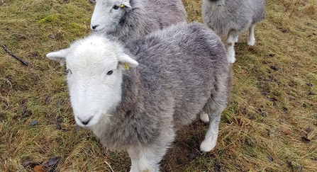 Sheep grazing at Saltbox Hill