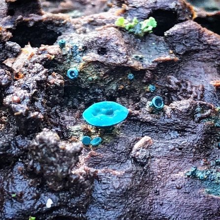 Green elf cup