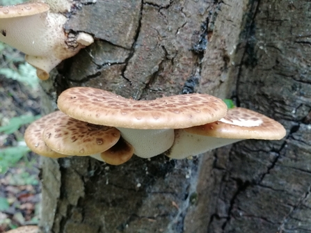 Dryad's Saddle