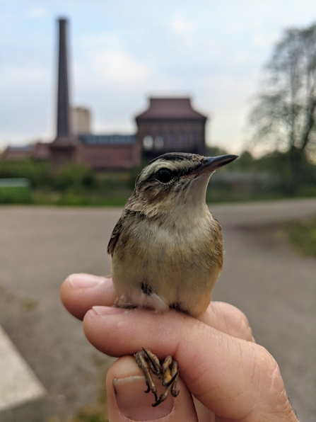 Sedge warbler