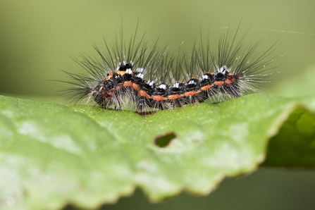 Yellow-tail moth caterpillar