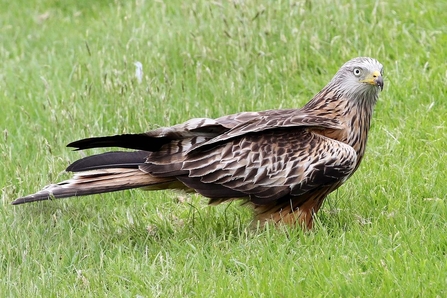 Red kite on ground