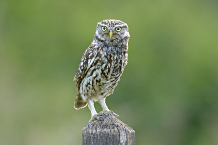 Little Owl (c) Andy Rouse/2020VISION