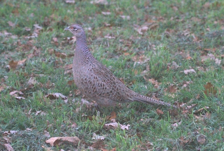 Pheasant at Woodberry Wetlands