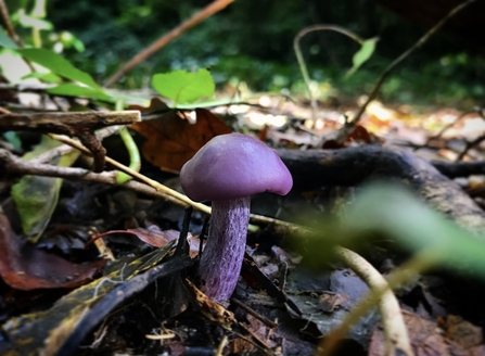 Amethyst deceiver mushroom in Sydenham Hill Wood – Chris Cannelle