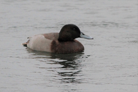 mallard x pochard hybrid on the water at woodberry wetlands