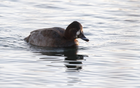 pochard x tufted duck 