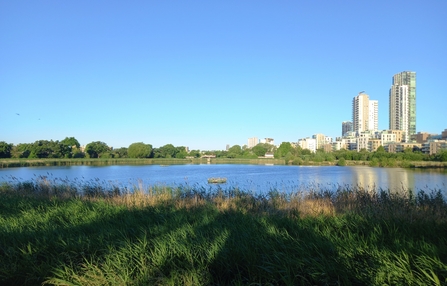 View across water at Woodberry Wetlands with tall buildings in the background