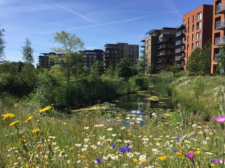 A expanse of wildflowers lines a stretch of water to the side of the body of water is a row of red bricked flats