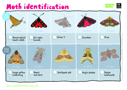 https://www.wildlondon.org.uk/sites/default/files/styles/scaled_default/public/2023-07/Moth%20spotter%20sheet.jpg?itok=xkD0Pfo9