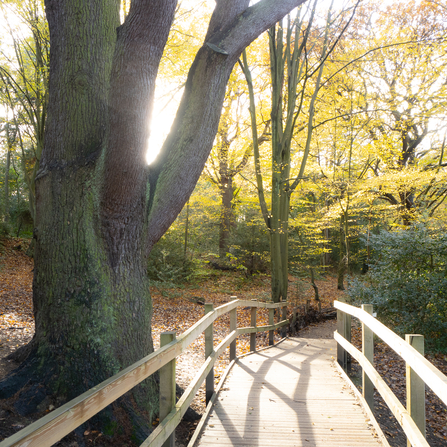 Great North Wood - September