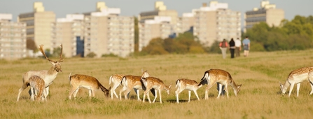 A herd of deer in front of tower blocks