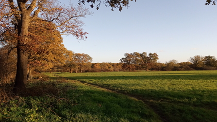 a woodland expanse of trees with red leaves and a 