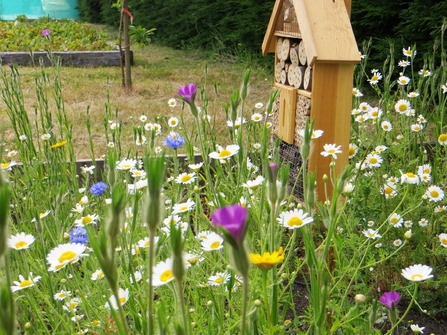 wildflowers growing next to a insect hotel