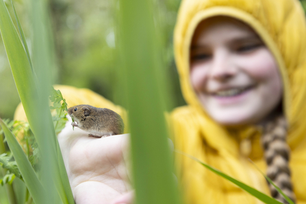 A harvest mouse crouched on a child's wrist as it's released into some vegetation 