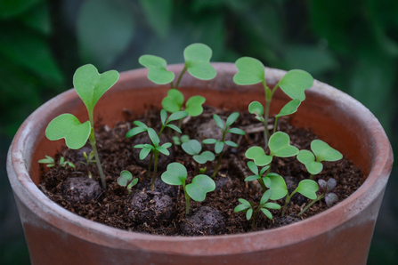 tiny clay balls sprouting green sprigs