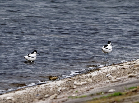 Two birds with long legs, white bodies and capped black heads and long pointed beaks stand in water