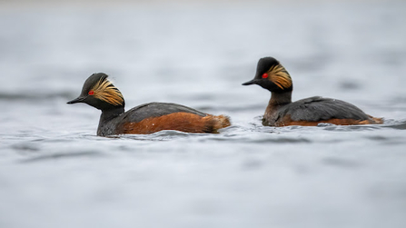 two birds on water with a red belly and black back, with a yellow tufting next to its red eye 