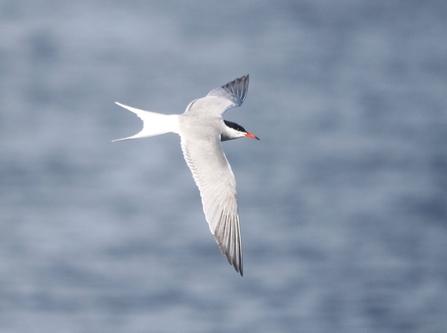 A common tern swoops above water