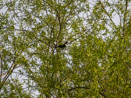 a black bird perches amongst a tree