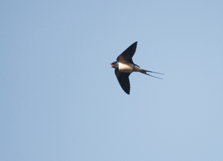 a swallow with a forked tail and squat wings swoops through the sky