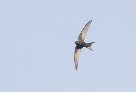 A swift with its grey wings outspread swoops through the sky 