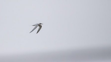 a sandwich tern swoops through the sky 