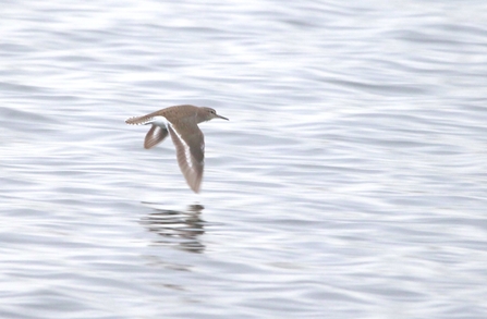 A common sandpiper swoops across water