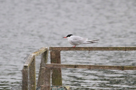 A common tern with a black head stand on a wooden railing