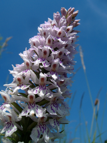 Common Spotted Orchid (Dactylorhiza fuchsii) in full bloom against a clear blue sky. The orchid has delicate white petals with purple spots and markings, forming a dense, spike-like cluster.