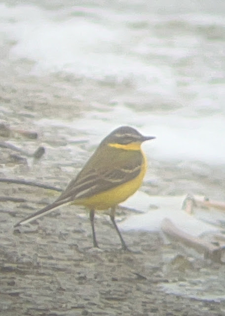 standing on the ground near the water's edge. The bird has bright yellow underparts and an olive-brown back with darker streaks. Its head is greyish with a noticeable white eyebrow stripe. The wagtail is facing to the left, and its long tail is slightly raised. The background includes the shore with some small debris and a blurred view of the water, highlighting the bird in clear focus.