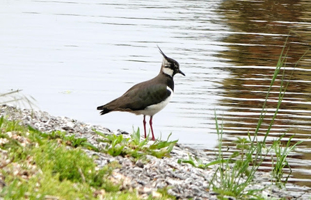 standing by the edge of a body of water. The bird has a distinctive crest on its head and a striking plumage pattern. Its upperparts are dark, iridescent green with a purple sheen, while its face and underparts are white with a black chest band. The lapwing's legs are long and reddish. It is standing on a gravelly shoreline with some greenery and plants around it, and the calm water in the background reflects the surroundings, adding to the tranquil setting of the scene.