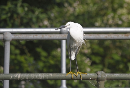 A little egret with long black legs and grand white feathered body and pointed black beak stands on metal railing