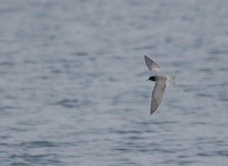 The bird has a slender body with long, pointed wings and a forked tail, which are typical characteristics of a tern. Its plumage appears to be primarily gray with a darker head, which could suggest it is a Black Tern. The background is composed of a blurred, calm water surface, creating a serene and focused composition on the bird.