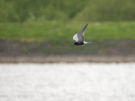 The bird has dark plumage with a lighter underside to its wings, and a streamlined body typical of terns. The background is blurred, with a green, grassy area beyond the water, highlighting the bird in sharp focus. The Black Tern's characteristic dark coloration is evident, particularly against the contrasting lighter background.
