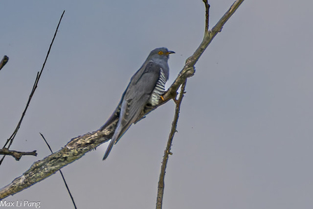 Cuckoo (Cuculus canorus) perched on a thin branch against a pale sky background. The bird has a sleek, grey plumage with distinctive barred markings on its underparts. Its long tail is slightly fanned, and the cuckoo is positioned side-on, providing a clear view of its profile. The bird's beak is slightly curved, and its eyes are prominently visible. 