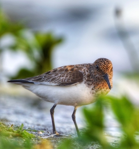  The bird has a brownish upper body with intricate feather patterns and a white underbelly. It stands on slender legs, and its pointed beak is slightly curved downwards. The background is blurred, showcasing green vegetation, indicating that the bird is in its natural habitat, possibly near a wetland or shoreline.