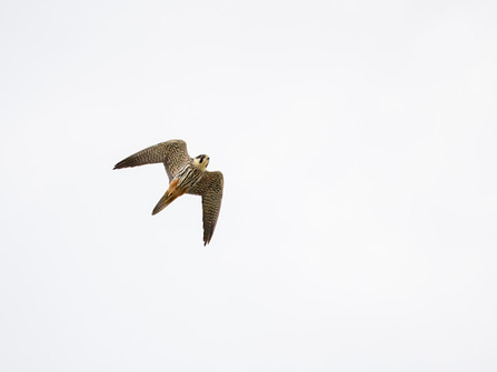 flight against a pale, possibly overcast sky. The bird's wings are spread wide, showcasing its streamlined shape and powerful build, ideal for high-speed hunting. Its underparts are barred, and its dark head contrasts with its lighter breast. The falcon appears to be soaring gracefully, with its pointed wings and tail feathers clearly visible, highlighting its agility and speed in the air. The overall composition emphasizes the bird's dominance and grace in its aerial environment.