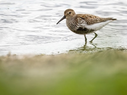 a small shorebird, standing in shallow water near the edge of a body of water. The bird has a slightly curved bill and distinctive plumage featuring brown and black mottling on its back and wings, with a white underbelly. The water is calm, and the foreground includes blurred green vegetation, creating a soft focus effect.