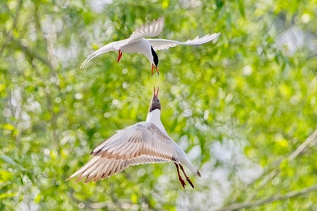 in flight against a backdrop of green foliage. The gulls have white bodies with dark brown heads, black-tipped wings, and red legs. One gull is positioned higher, with wings outstretched and slightly upward, while the other gull is below, with wings also spread, seemingly reaching up towards the other. The background is blurred, focusing attention on the dynamic interaction between the two birds.