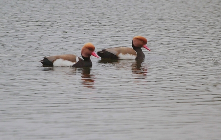 two red crested pochards with an orange head and brown and black feathers swim in water