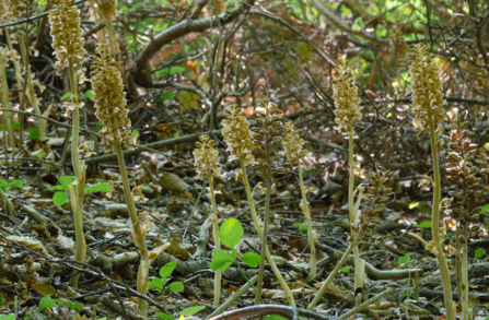 several clusters of Bird's-nest Orchids (Neottia nidus-avis) growing in a forested area. The orchids have tall, slender spikes with densely packed, pale brown flowers, blending into the leaf litter and forest floor. The setting is a shady woodland with a rich humus layer, featuring scattered green leaves and a network of twigs and branches.