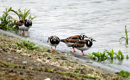 foraging along the edge of a body of water. These small shorebirds are characterized by their distinctive black and white patterned heads and necks, with a mix of brown, black, and white feathers on their backs. Their legs are bright orange-red. The birds are seen walking on a muddy, vegetated shoreline, with some green plants growing near the water's edge. The water is calm, and the overall scene is tranquil, with the Turnstones focused on searching for food.