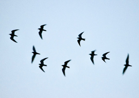 The birds are silhouetted, showcasing their characteristic slender, crescent-shaped wings and forked tails.