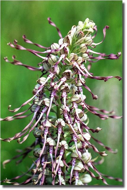 close-up photo of a Lizard Orchid (Himantoglossum hircinum) spike in bloom, showcasing its unique and intricate flowers with long, twisting petals that resemble lizard tails. The flowers are white with purple spots and have thin, ribbon-like petals that are light green and pinkish-purple in color. The background is a blurred green, highlighting the distinctive and unusual appearance of the orchid.