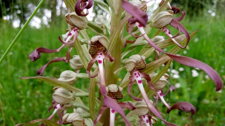 lLizard Orchid (Himantoglossum hircinum) spike in bloom, showcasing its unique and intricate flowers with long, twisting petals that resemble lizard tails. The flowers are white with purple spots and have thin, ribbon-like petals that are light green and pinkish-purple in color. 