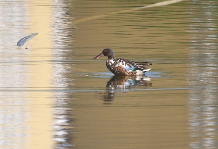  The duck has a distinctive broad bill and a speckled appearance with mottled brown and white feathers. A hint of iridescent green and blue is visible on its wings. The water reflects the surroundings, adding a mirrored effect to the scene. The background is blurred, focusing attention on the duck.