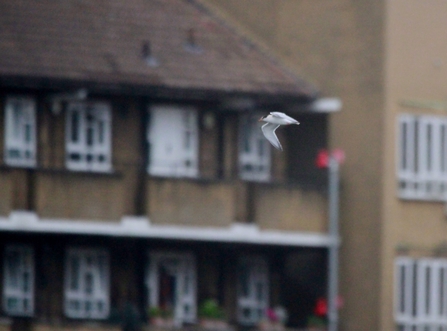 gs curved upwards, showcasing its streamlined body and pointed wings. The building in the background is slightly out of focus, highlighting the tern as the main subject. The building appears to have multiple windows and a beige or brown facade, providing a contrasting background to the white and gray plumage of the tern.