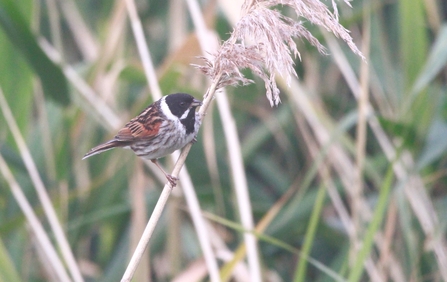 a Reed Bunting perched on a tall reed stem. The bird has a distinctive black head and throat, with a white collar and a brown, streaked body. Its wings display a mix of reddish-brown and black feathers. The background consists of green reeds and foliage, slightly out of focus, providing a natural habitat setting for the Reed Bunting.